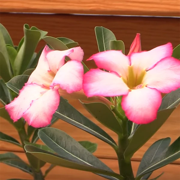 Desert Rose ‘Plum Beauty’ (Adenium obesum) - Image 2