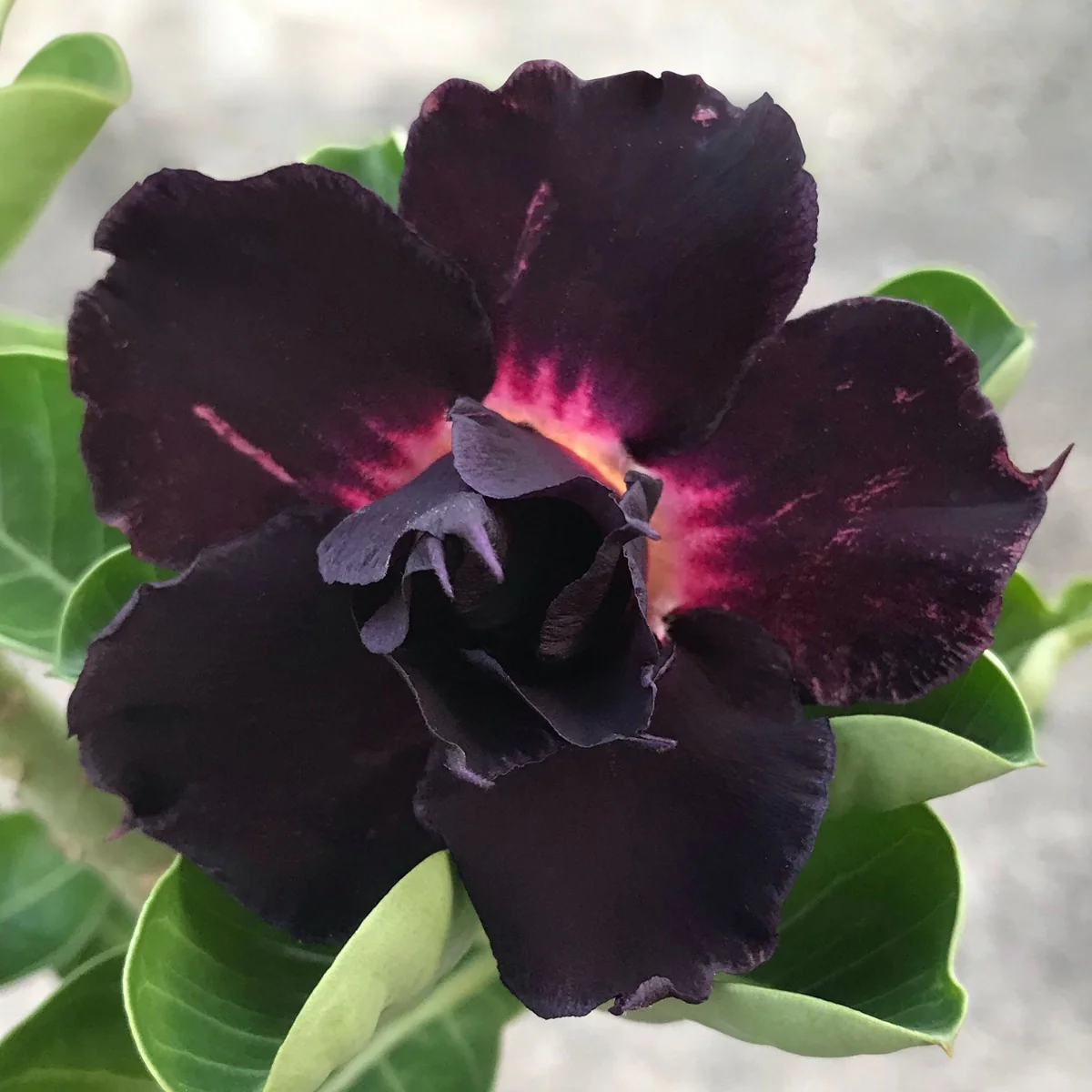 Desert Rose ‘Purple Immortality’ (Adenium hybrid) - Image 4