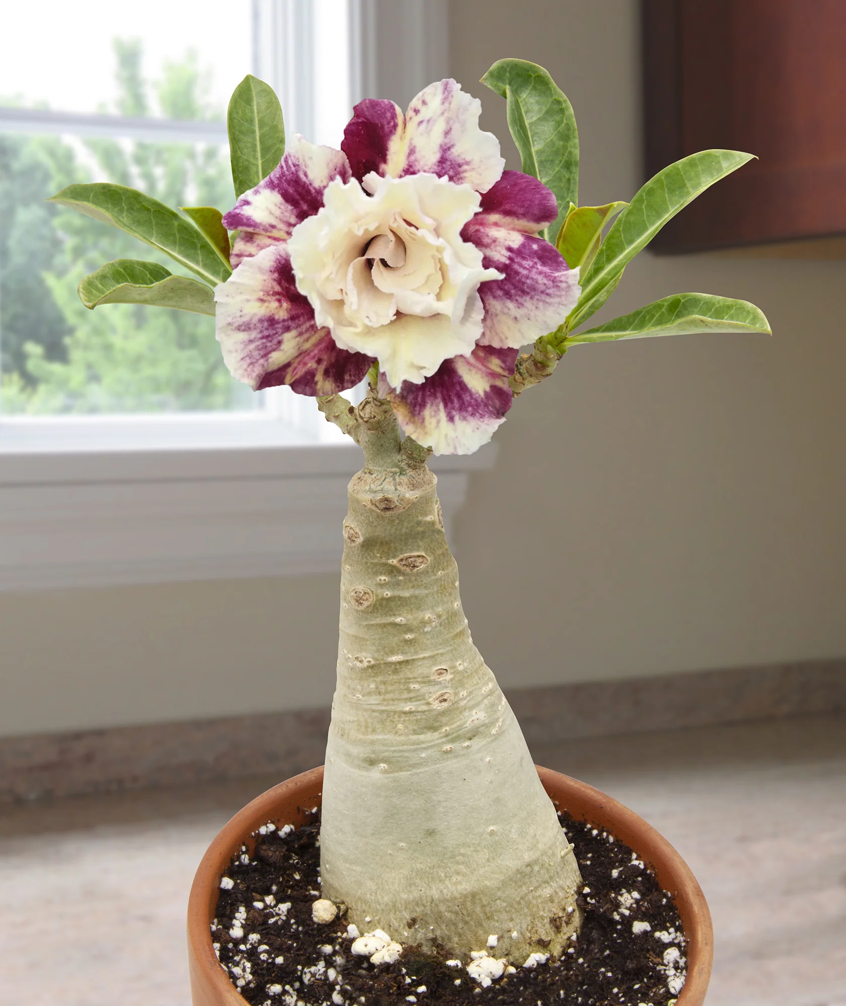Desert Rose ‘Purple Pink Star’ (Adenium hybrid)