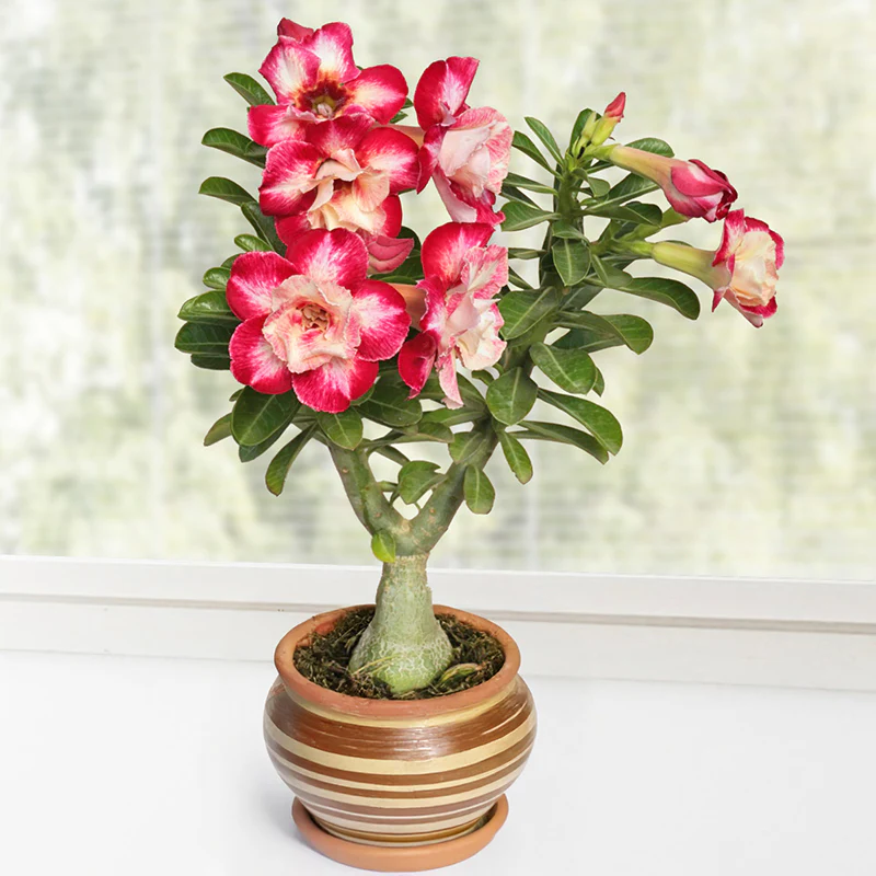 Desert Rose ‘Raspberry Ripple’ (Adenium hybrid)