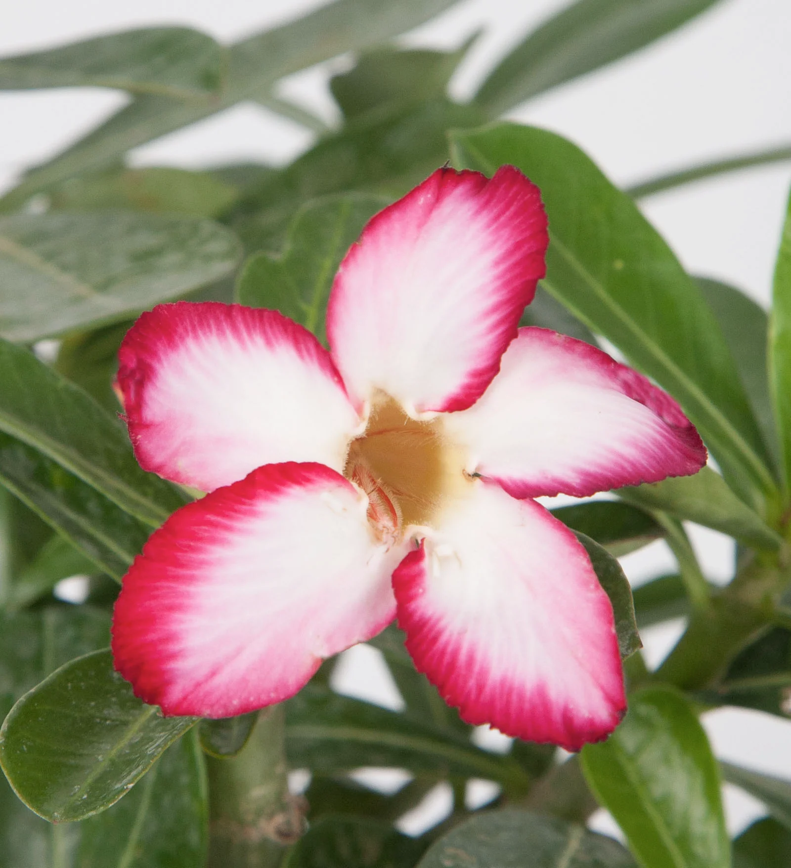 Desert Rose ‘Red Picotee’ (Adenium obesum) - Image 2