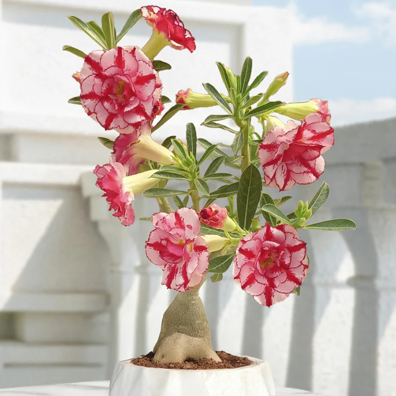 Desert Rose ‘Strawberry Swirl’ (Adenium hybrid)