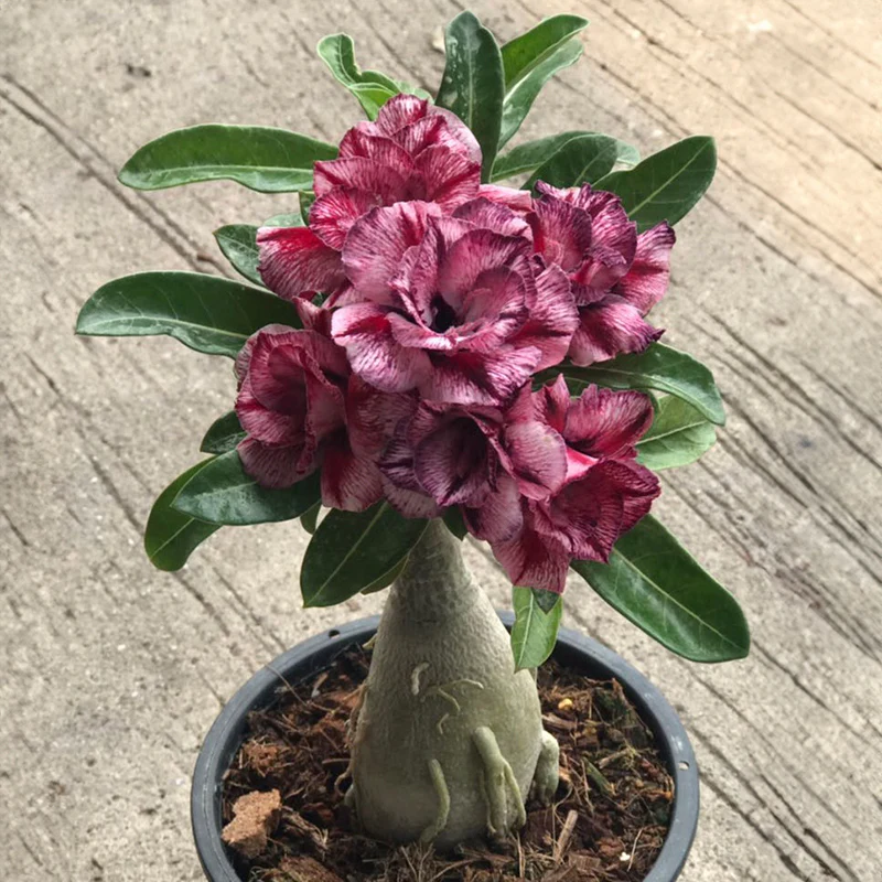Desert Rose ‘Thinking of You’ (Adenium hybrid)