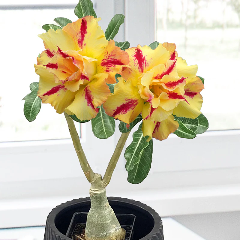 Desert Rose ‘Tropical Tiger’ (Adenium hybrid)