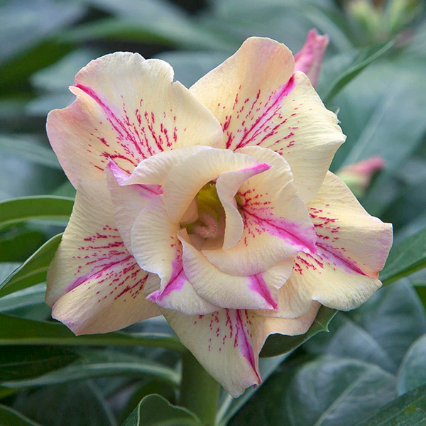 Desert Rose ‘Yellow Fragrance’ (Adenium hybrid) - Image 2