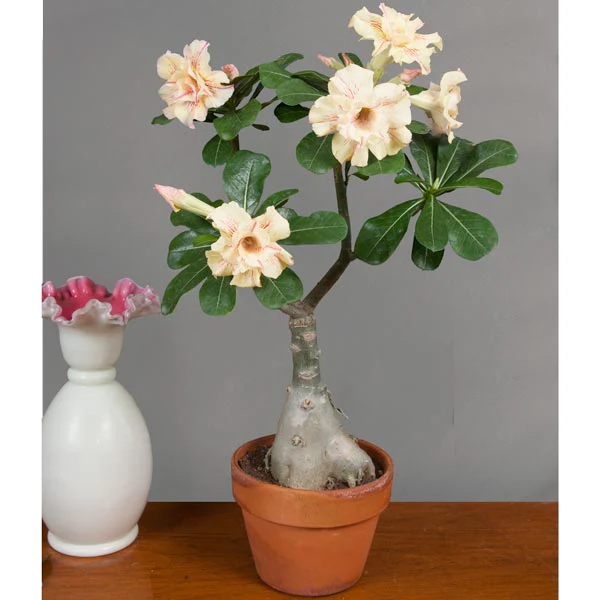 Desert Rose ‘Yellow Fragrance’ (Adenium hybrid) - Image 2