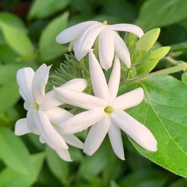 Downy Jasmine (Jasminum multiflorum)