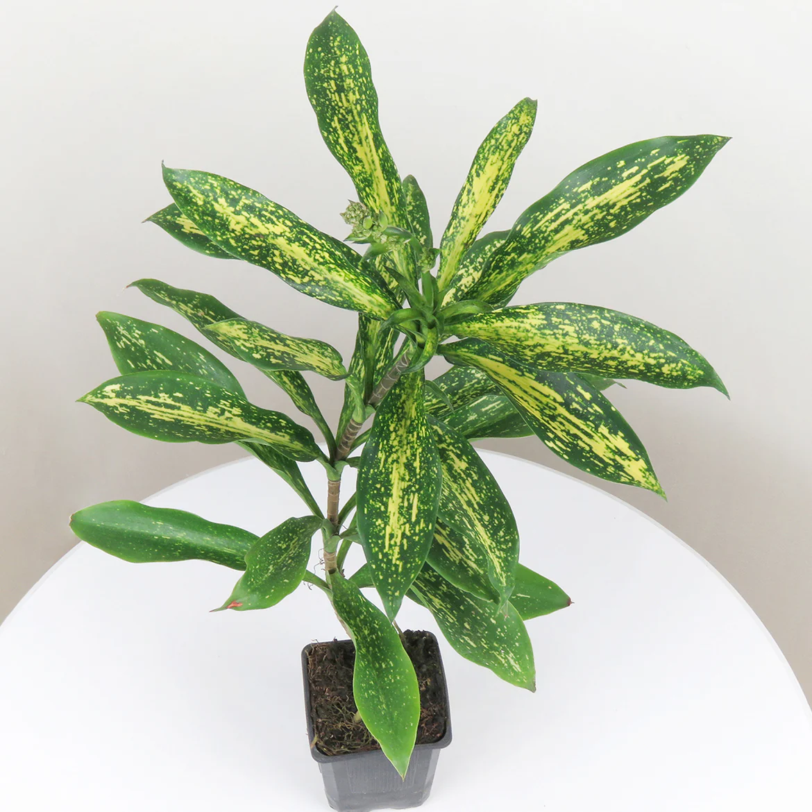 Dracaena ‘Indonesian Tracker’ (Dracaena hybrid)