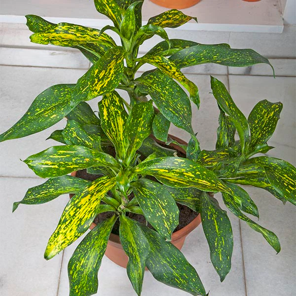 Dracaena ‘Indonesian Tracker’ (Dracaena hybrid) - Image 2