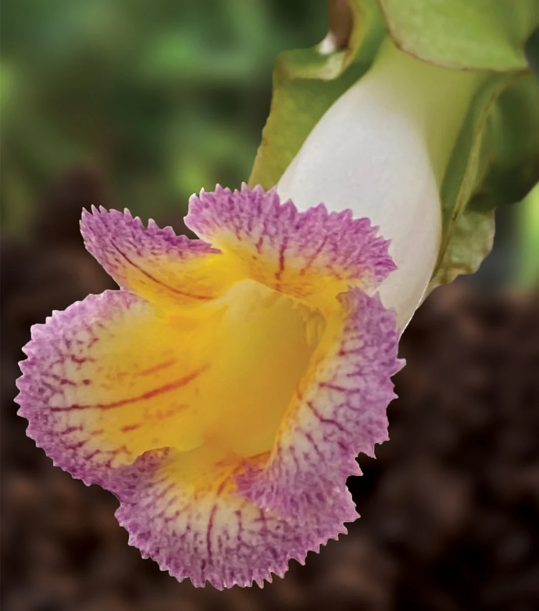 Drymonia (Drymonia chiribogana) - Image 3