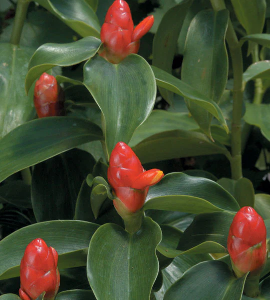Dwarf Cone Ginger (Costus woodsonii)