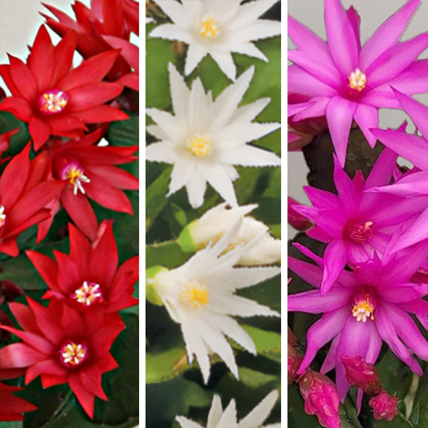 Easter Cactus Set 'Scorpius', ‘Sirius’ PP and ‘Purple Fire’ (Rhipsalidopsis gaertneri)