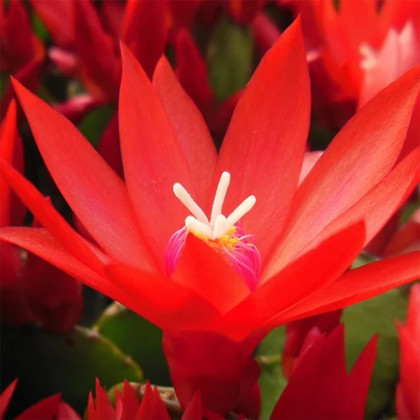 Easter Cactus Set 'Scorpius', ‘Sirius’ PP and ‘Purple Fire’ (Rhipsalidopsis gaertneri) - Image 2