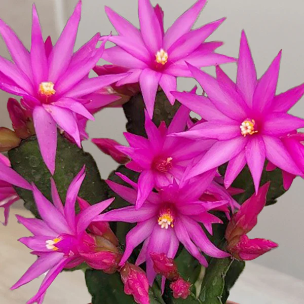 Easter Cactus Set 'Scorpius', ‘Sirius’ PP and ‘Purple Fire’ (Rhipsalidopsis gaertneri) - Image 3