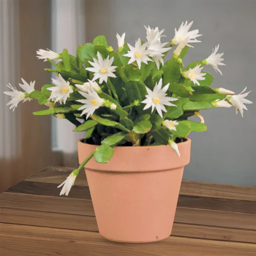 Easter Cactus Set 'Scorpius', ‘Sirius’ PP and ‘Purple Fire’ (Rhipsalidopsis gaertneri) - Image 5