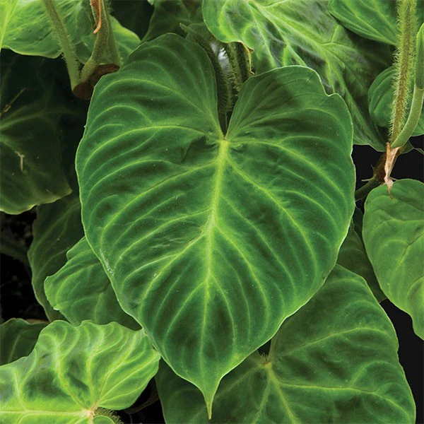 Ecuador Philodendron (Philodendron verrucosum) - Image 2