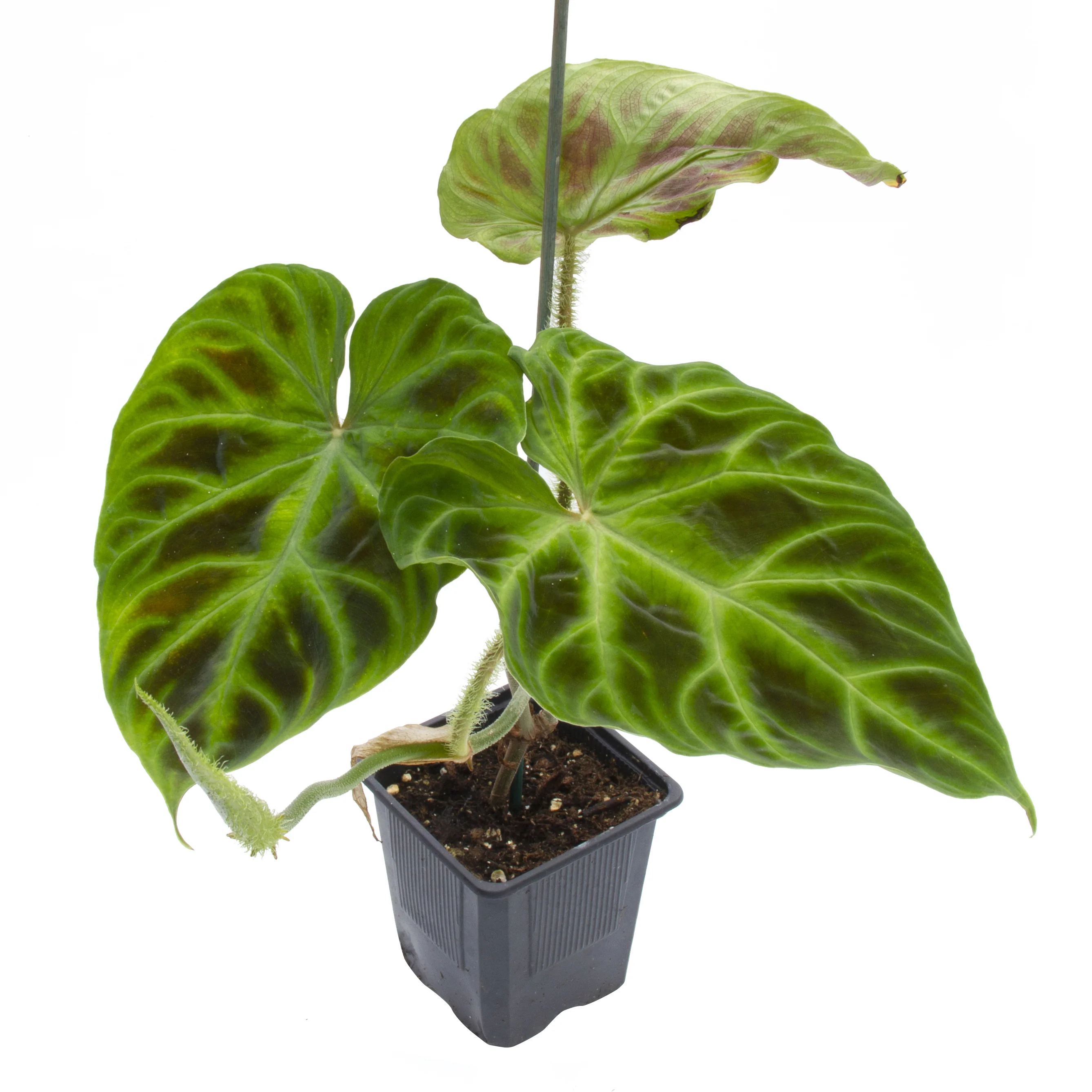 Ecuador Philodendron (Philodendron verrucosum) - Image 3