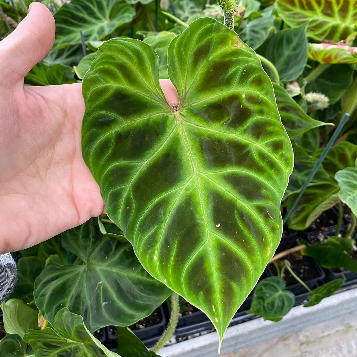 Ecuador Philodendron (Philodendron verrucosum) - Image 4
