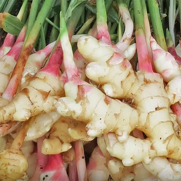 Edible Yellow Ginger Root Plant (Zingiber officinale) - Image 2
