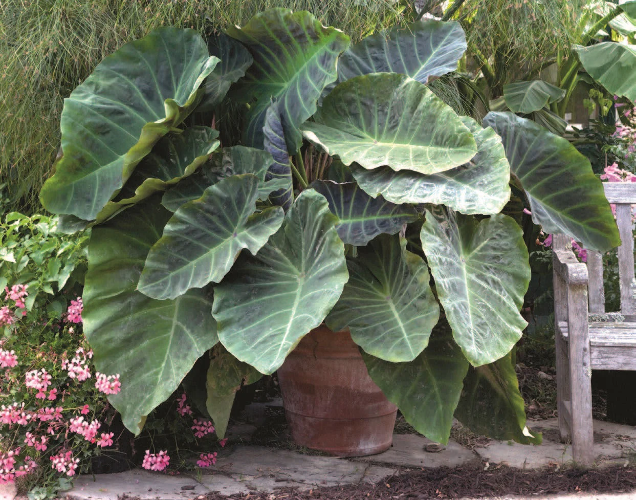 Elephant Ear ‘Maximus Gigante’ PPAF (Colocasia hybrid)