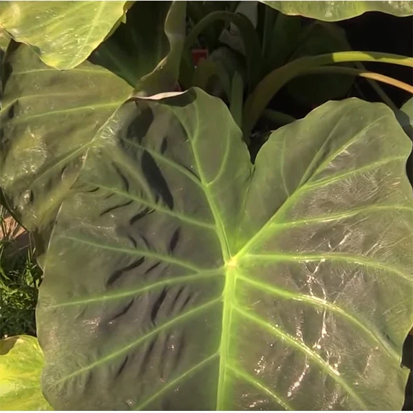 Elephant Ear ‘Mojito’ PP (Colocasia esculenta hybrid) - Image 2