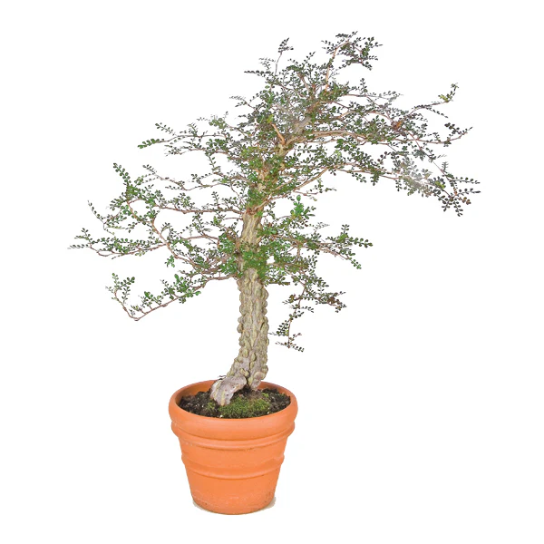 Elephant Tree (Operculicarya decaryi)