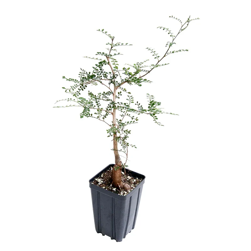 Elephant Tree (Operculicarya decaryi) - Image 3