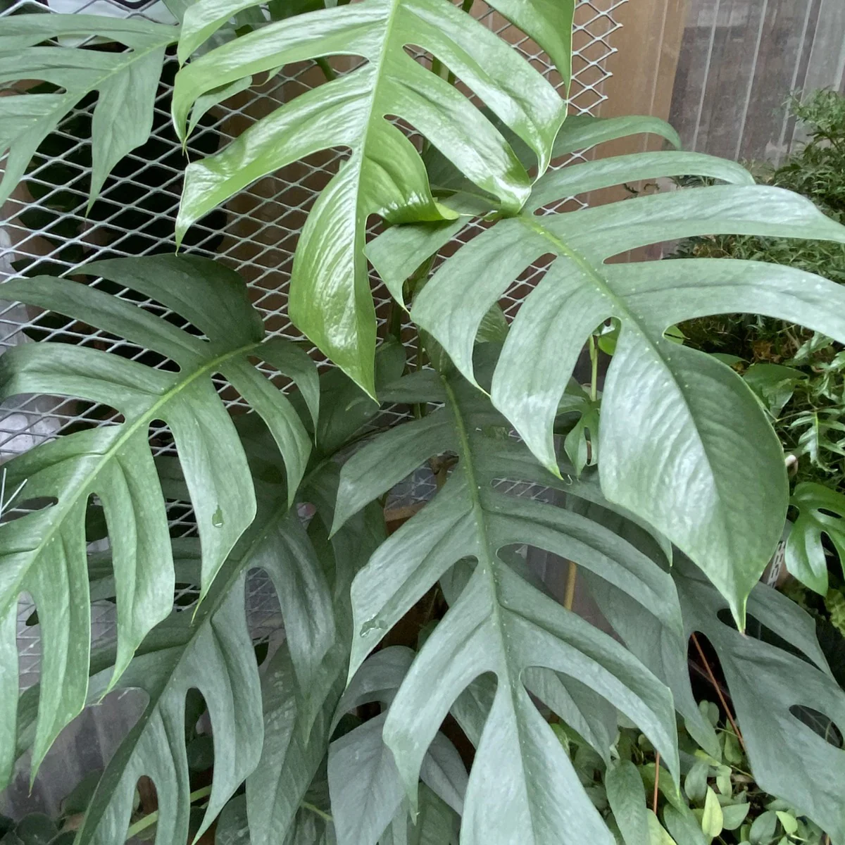 Epipremnum ‘Cebu Blue’ (Epipremnum pinnatum) - Image 3