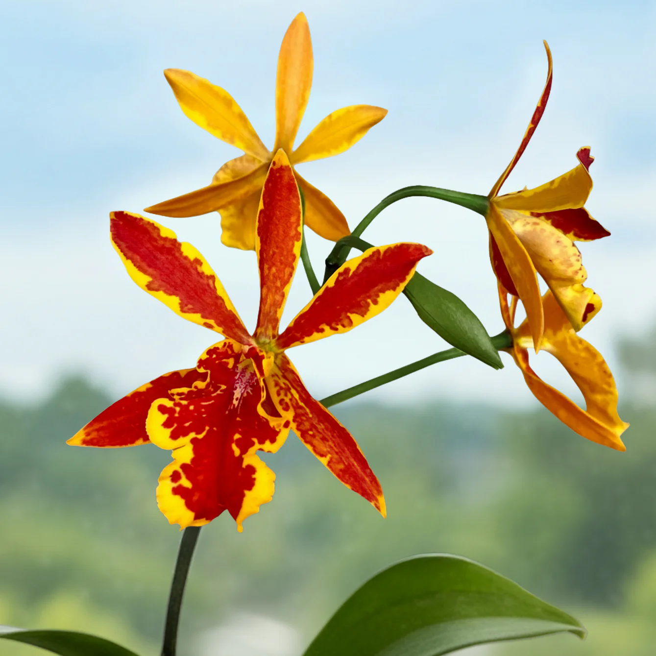 Eplc. Orchid Volcano Trick 'Paradise' (Epilaeliocattleya hybrid)