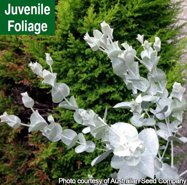 Eucalyptus albida (Eucalyptus albida) - Image 2
