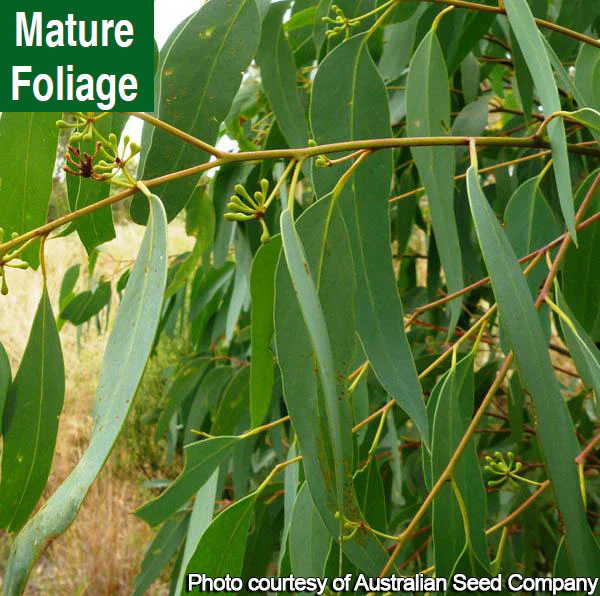 Eucalyptus albida (Eucalyptus albida) - Image 3