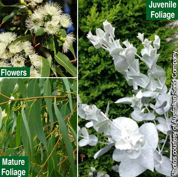 Eucalyptus albida (Eucalyptus albida) - Image 4