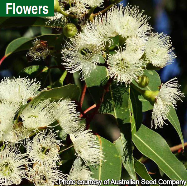 Eucalyptus albida (Eucalyptus albida) - Image 5