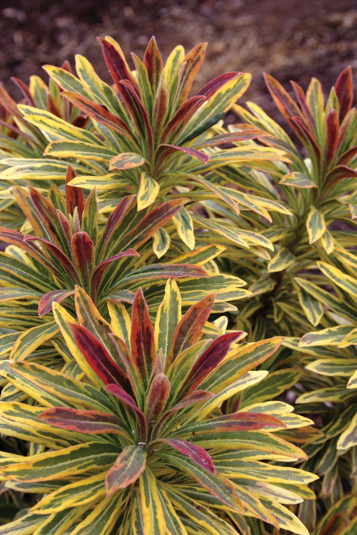 Euphorbia ‘Ascot Rainbow’ PP (Euphorbia x martinii hybrid)
