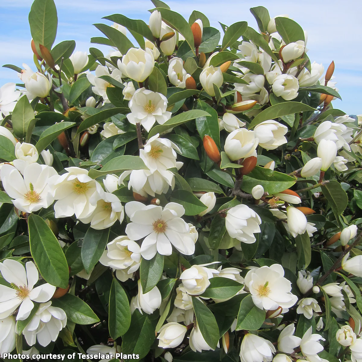 Fairy MagnoliaÂź Cream (Magnolia hybrid)