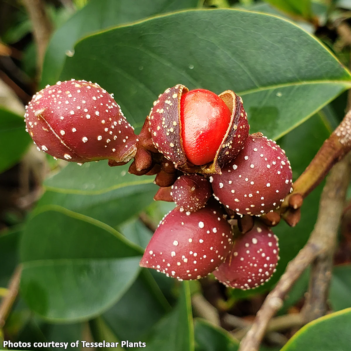 Fairy MagnoliaÂź Cream (Magnolia hybrid) - Image 2