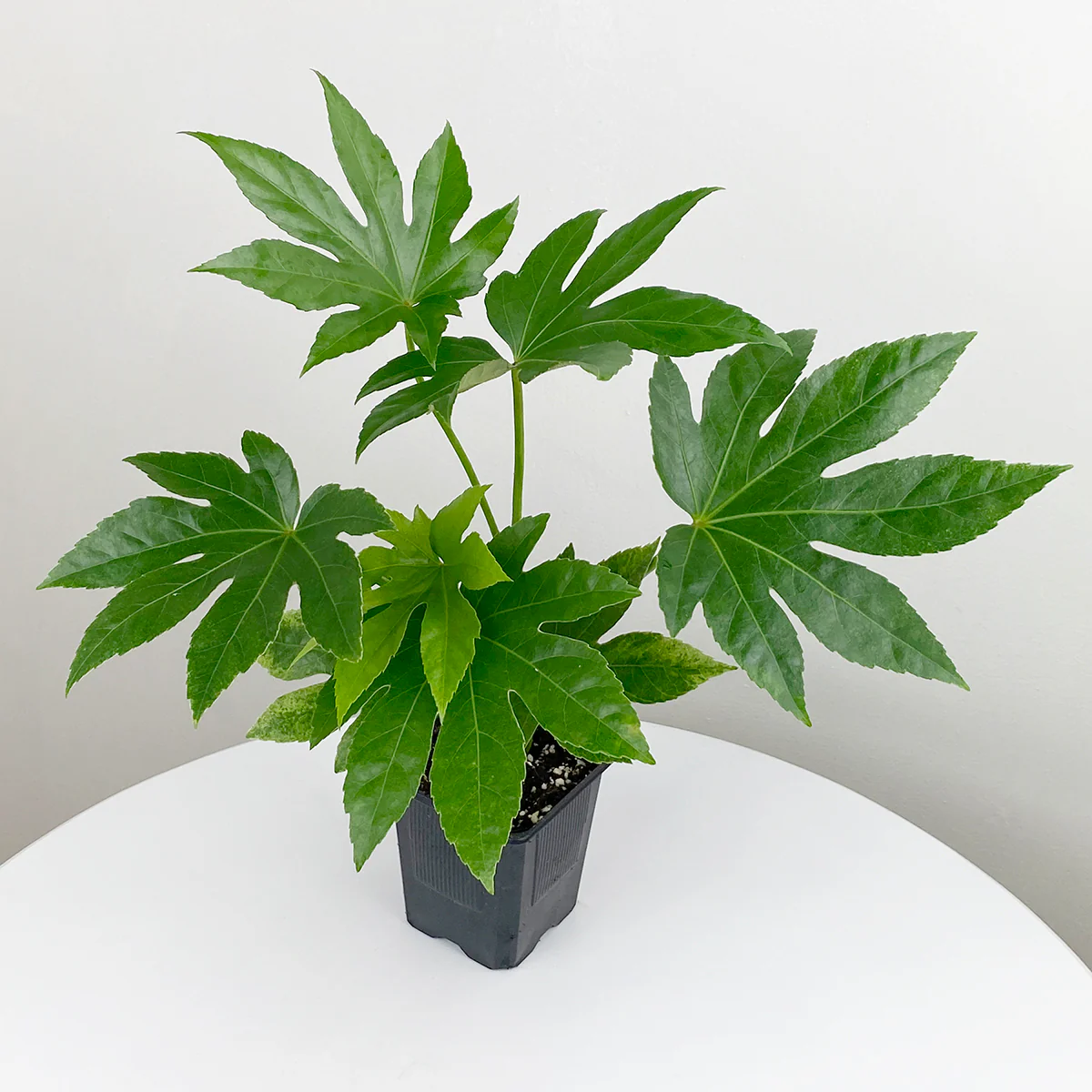 Fatsia ‘Spider’s Web’ (Fatsia hybrid) - Image 2