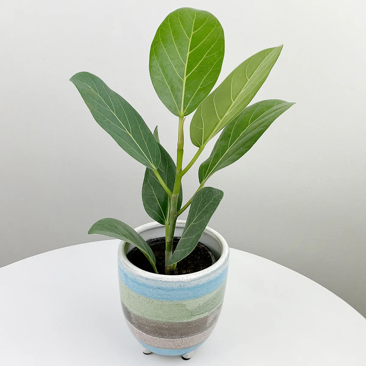 Ficus ‘Audrey’ (Ficus benghalensis)