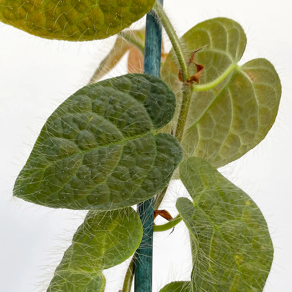 Ficus villosa (Ficus villosa) - Image 3