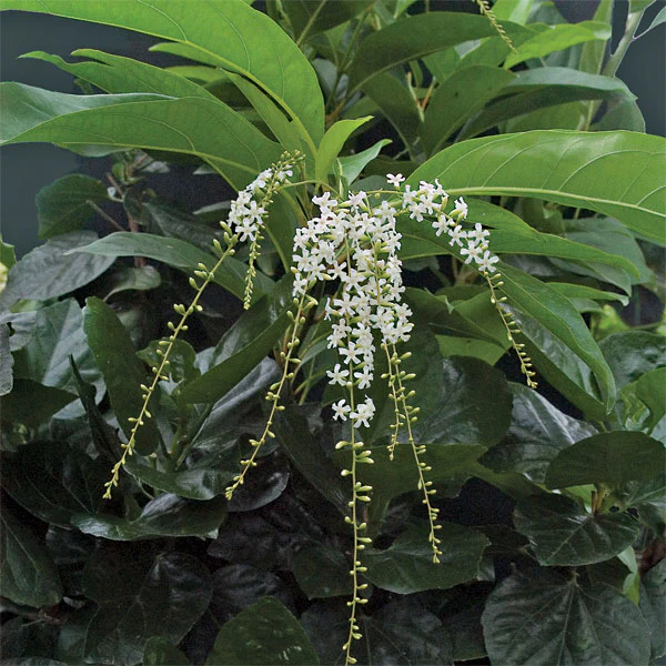 Fiddlewood (Citharexylum spinosum)