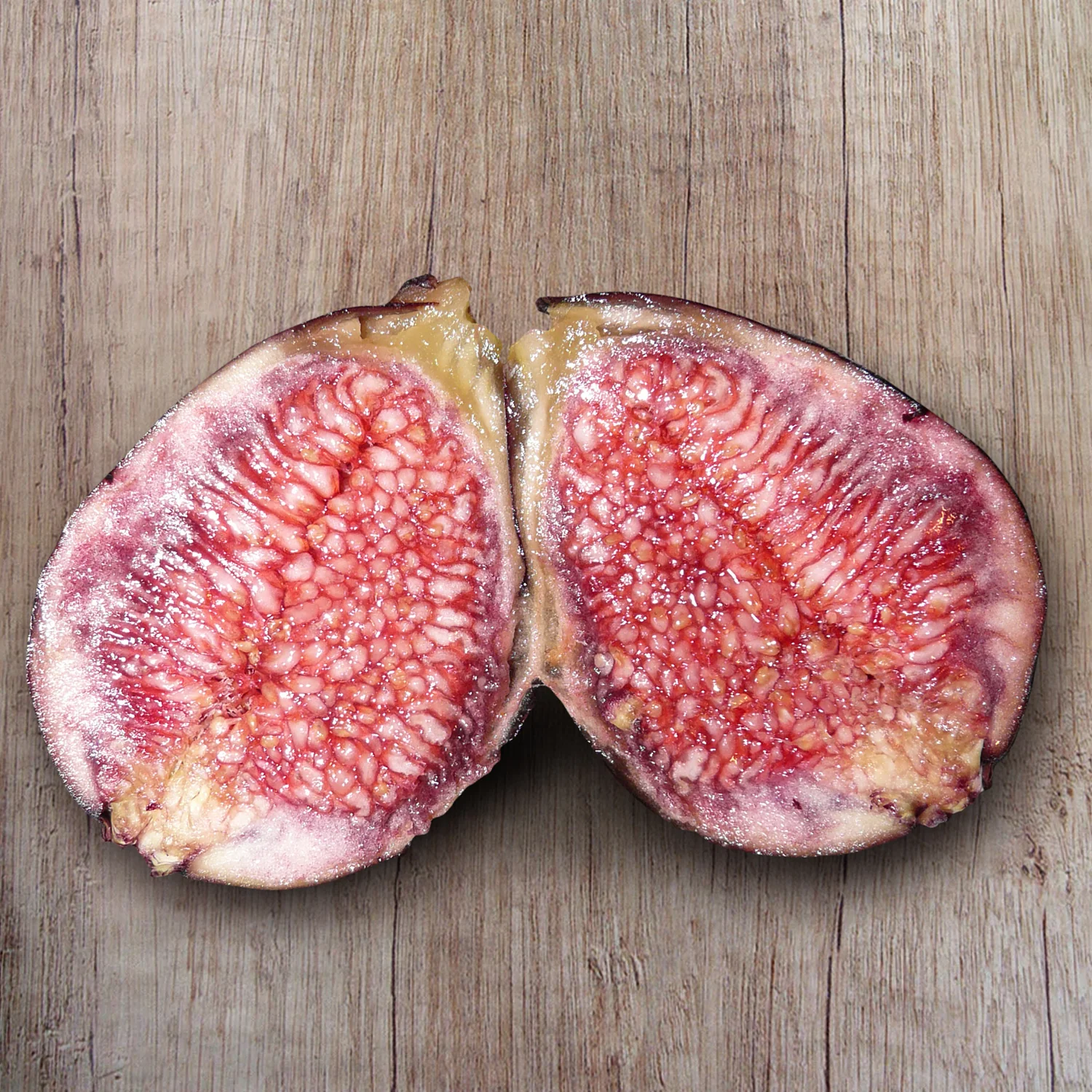 Fig Tree ‘Beer’s Black’ (Ficus carica hybrid) - Image 3