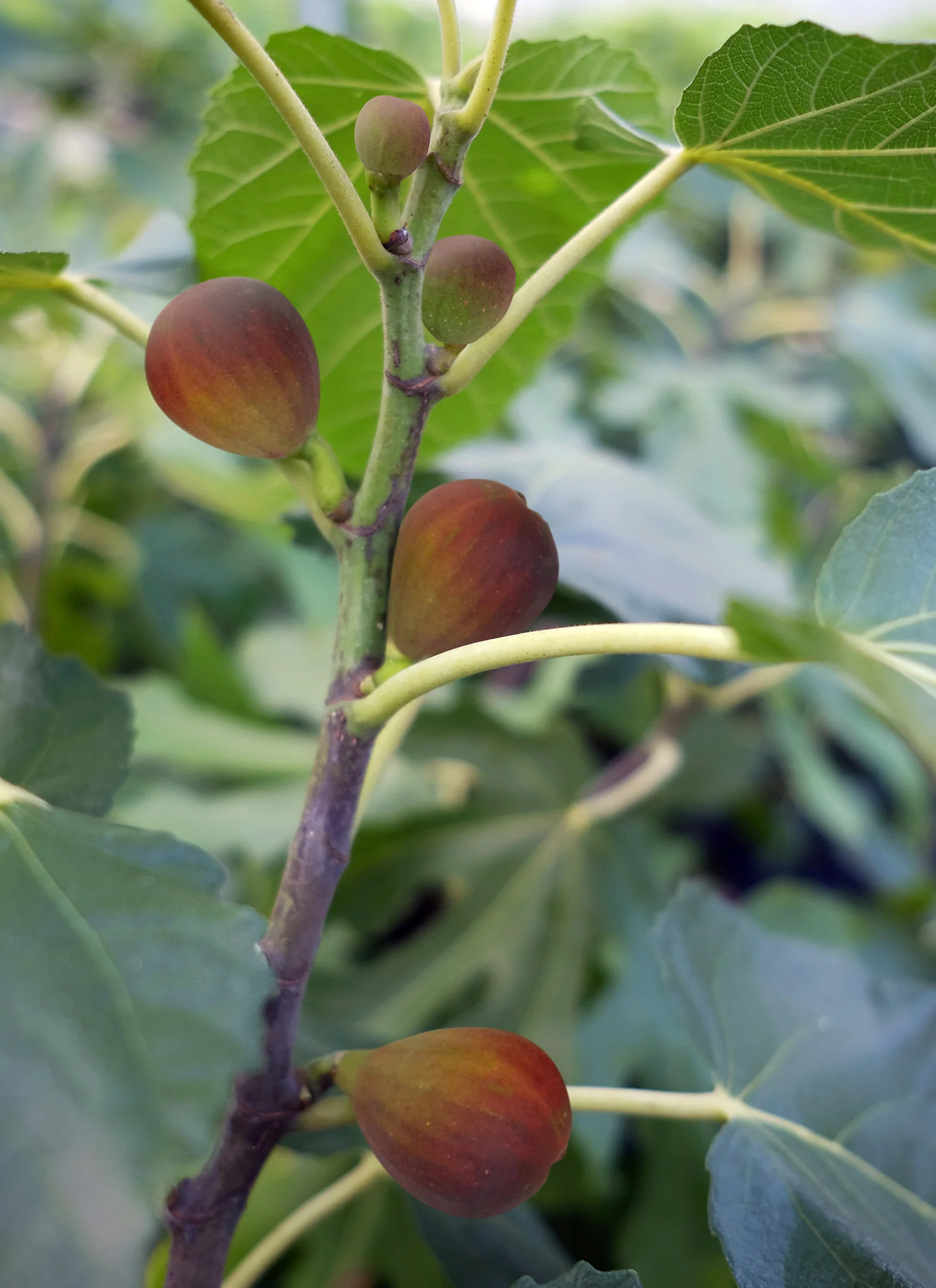 Fig Tree ‘Beer’s Black’ (Ficus carica hybrid) - Image 4