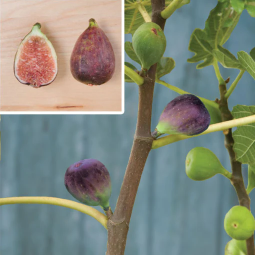 Fig Tree ‘Black Mission’ (Ficus carica)