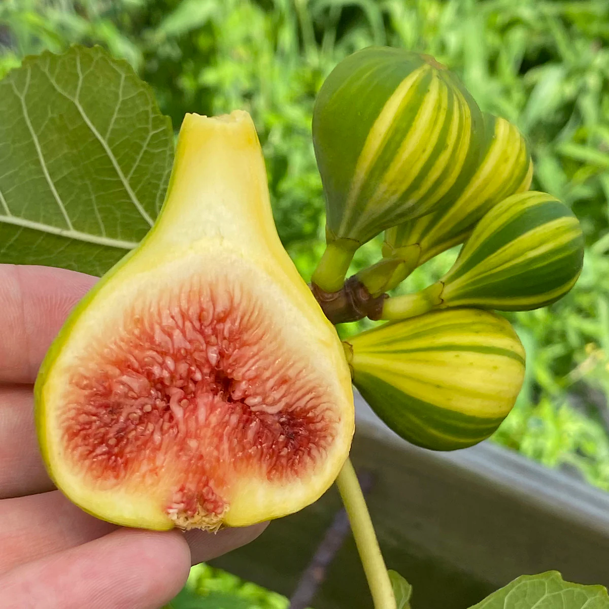 Fig Tree ‘Panache’ (Ficus carica hybrid) - Image 2