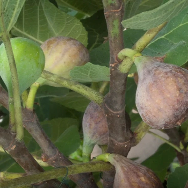 Fig Tree ‘White Marseilles’ (Ficus carica) - Image 2