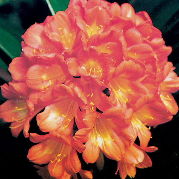 Fire Lily (Clivia miniata) - Image 2