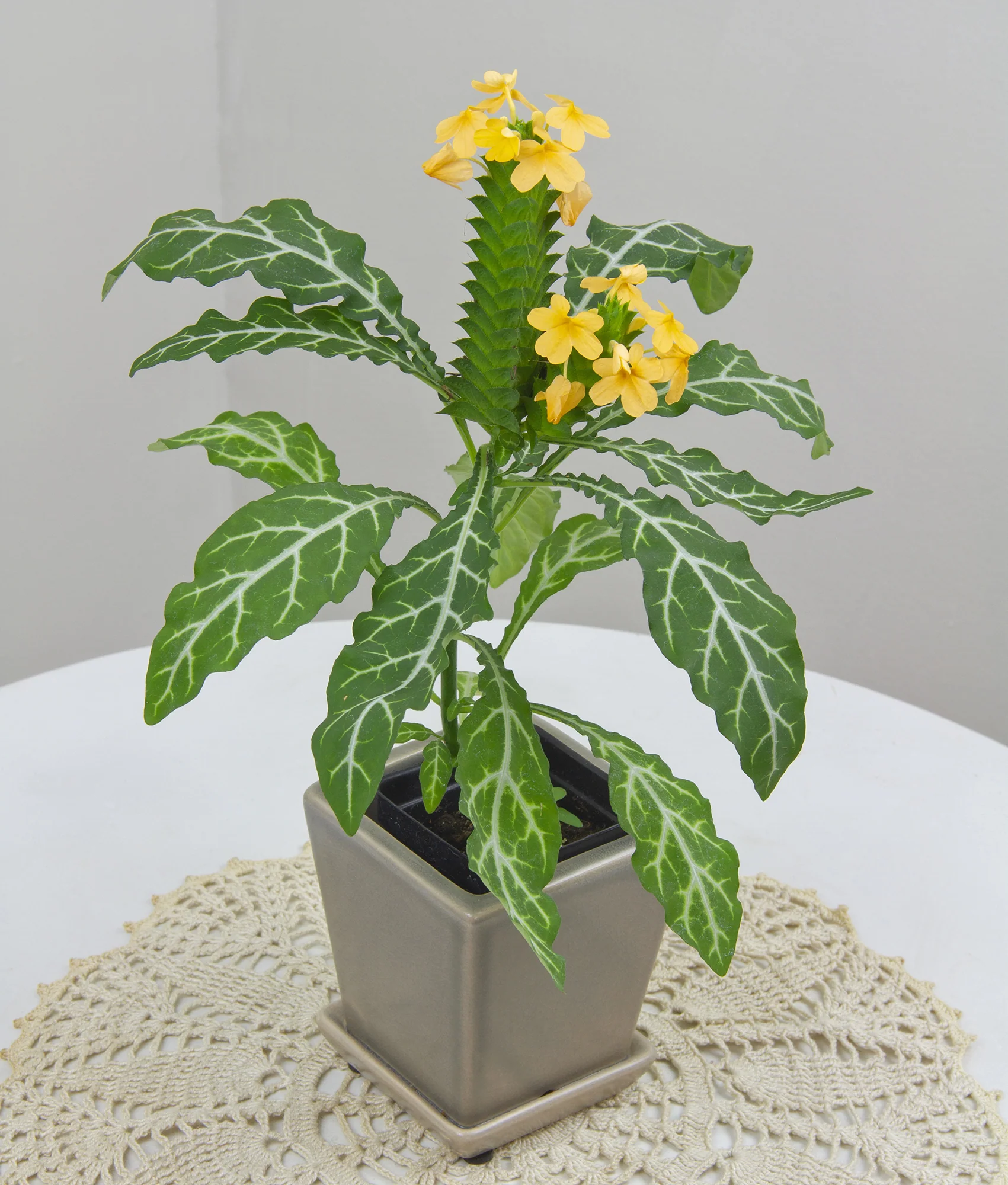 Firecracker Plant (Crossandra pungens) - Image 2