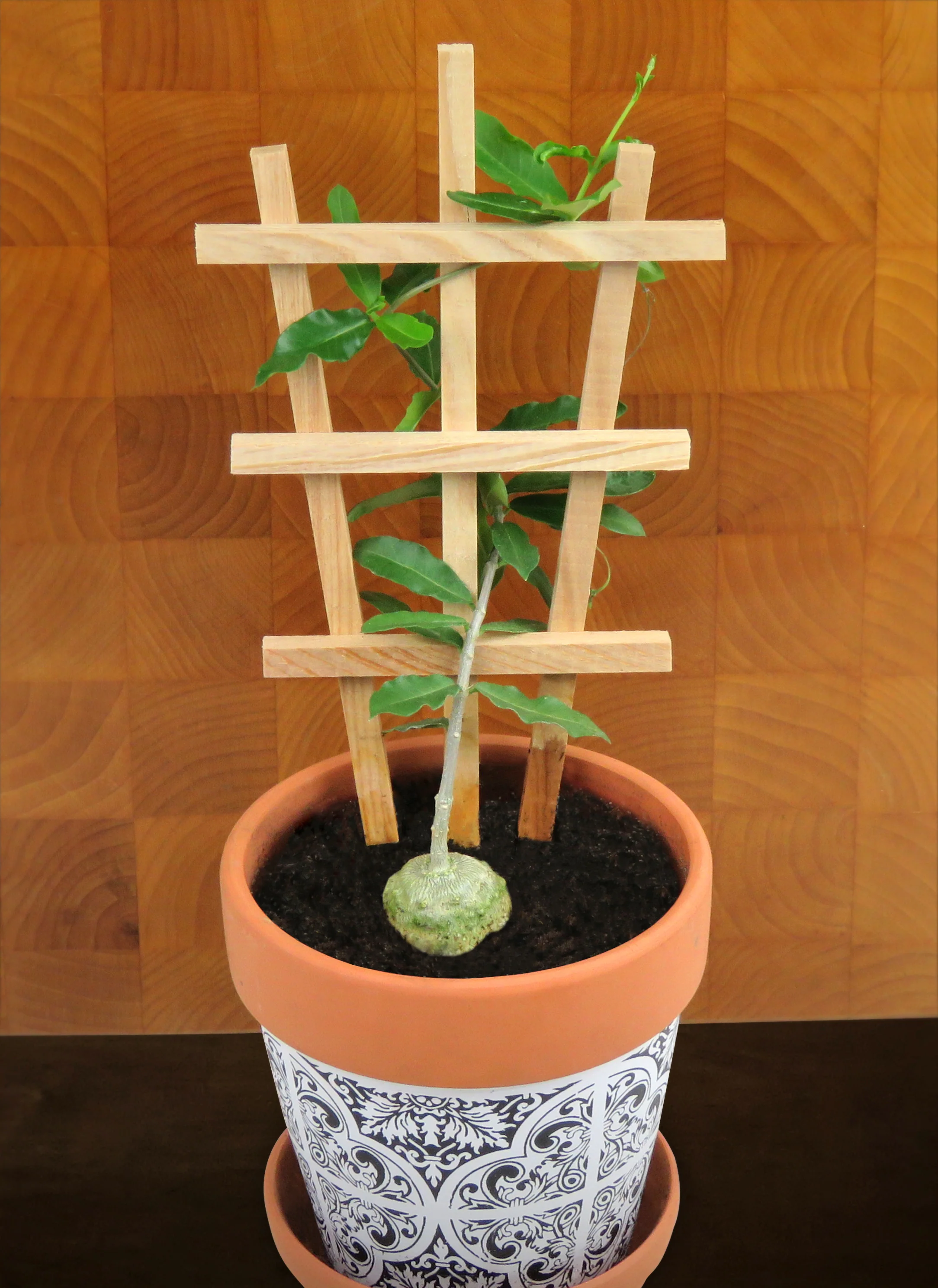Fockea edulis on Trellis (Fockea edulis)