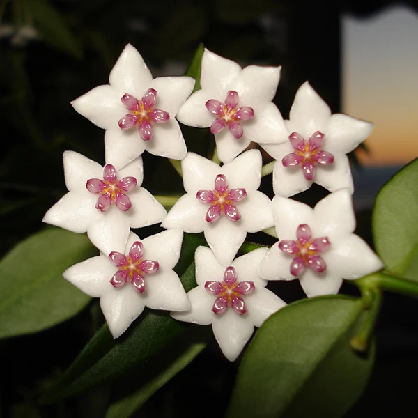 Fragrant Grape Hoya (Hoya subcalva) - Image 2