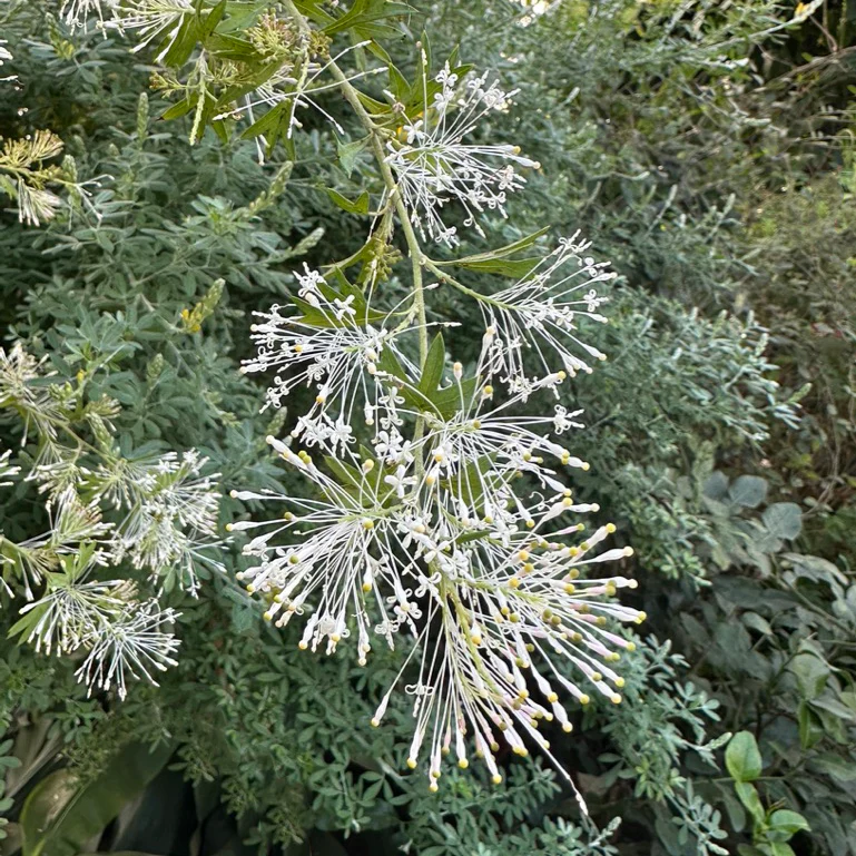 Fragrant Grevillea (Grevillea vestita)